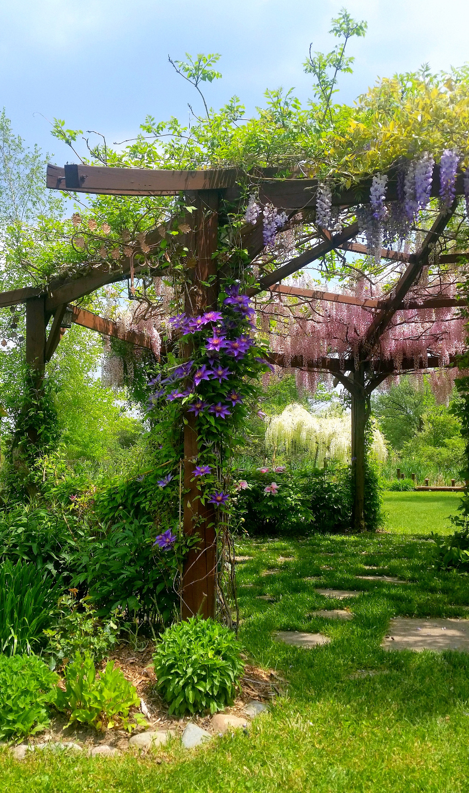 CLEMATIS IN BLOOM CLIMBING GAZEBO POST